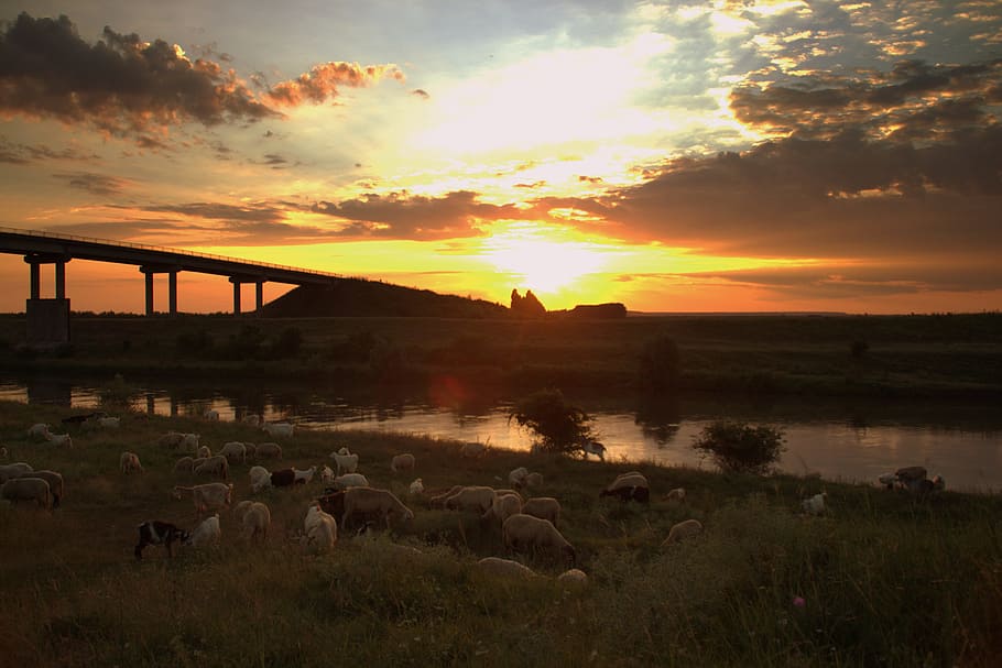 sunset, sheep, the flock, sky, cloud, bridge, water, landscape HD wallpaper