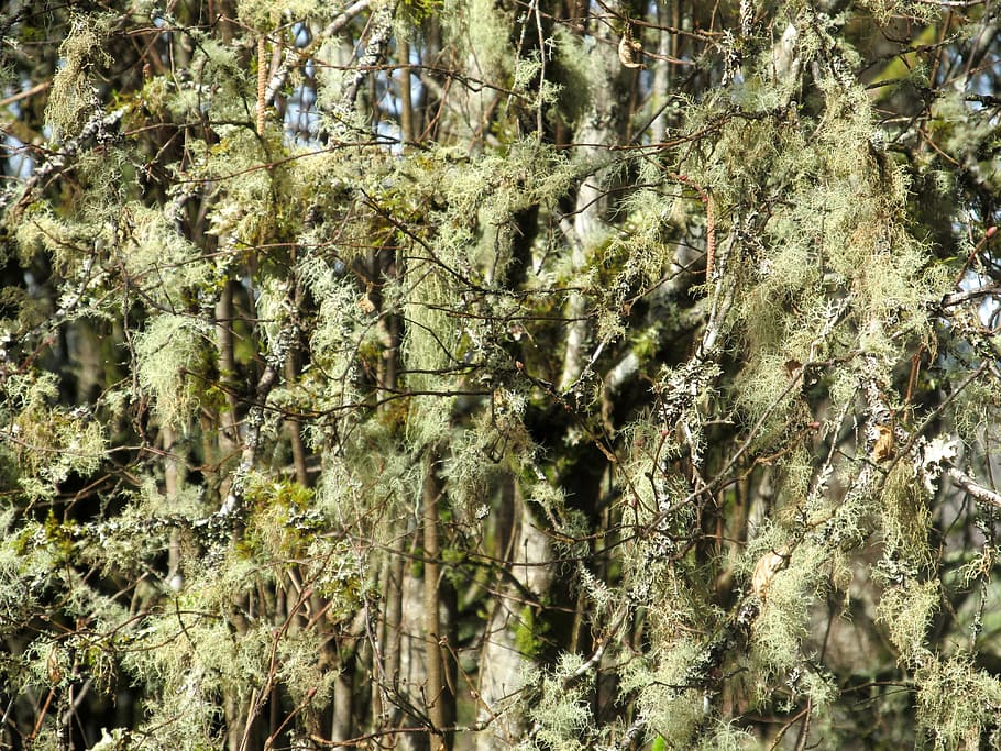 Background, Light, Light, Green, Green, Tree, Mossy, lichen HD wallpaper