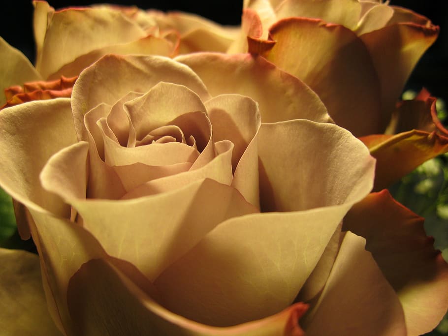 rose, blossom, bloom, close, flower, romance, flowering plant HD wallpaper