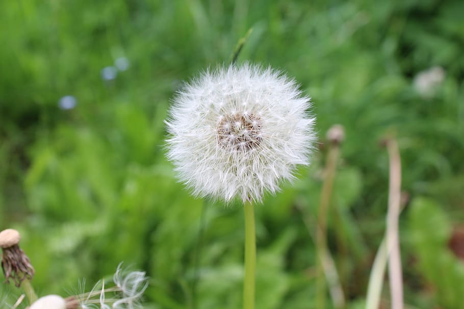 flower, nature, blossom, bloom, plant, flowering plant, freshness HD wallpaper