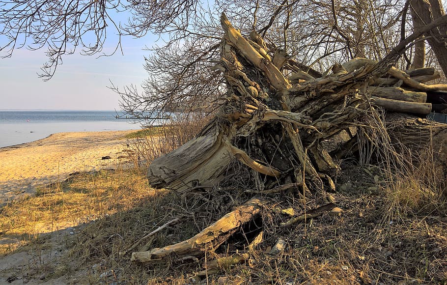 nature, tree root, uprooted tree trunk, winter storm, forward HD wallpaper