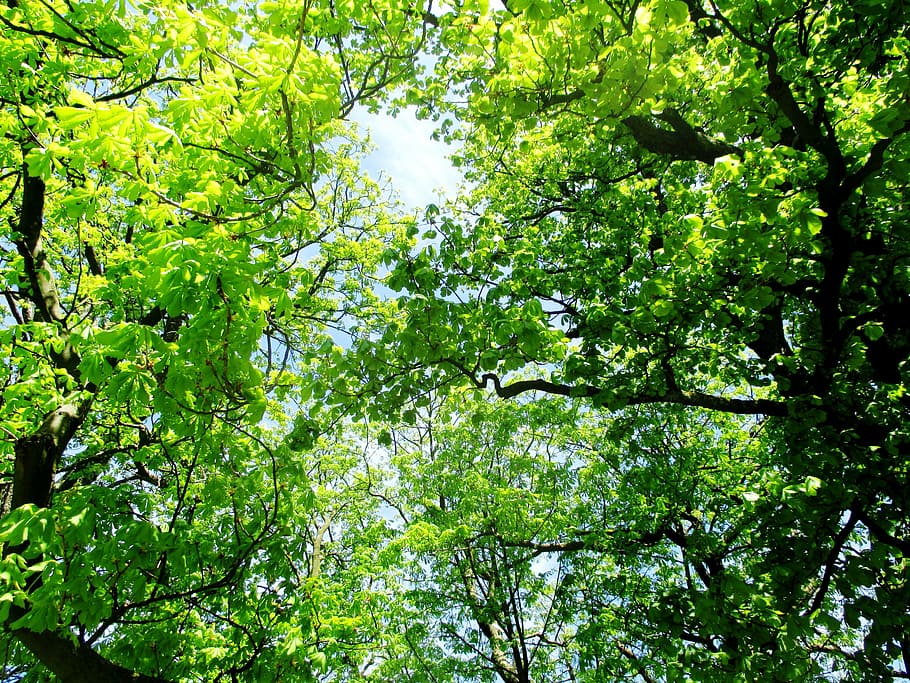trees, chestnut trees, leaves, spring, sun, light, sky, romanshorn HD wallpaper