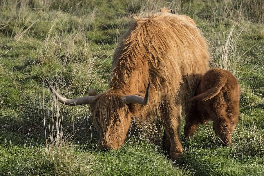 galloway, beef, calf, suckle, scottish hochlandrind, livestock HD wallpaper
