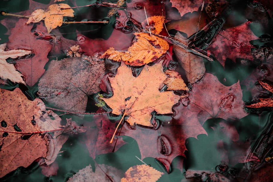 pile of maple leaves floating on water, focus photo of orange maple leaf on body of water