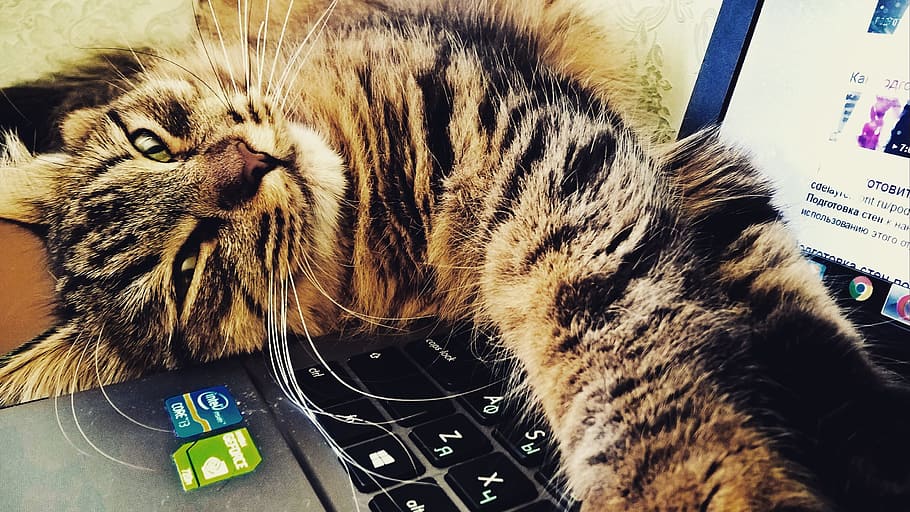 Cat, Home Computers, House, Work, technology, pets, internet HD wallpaper