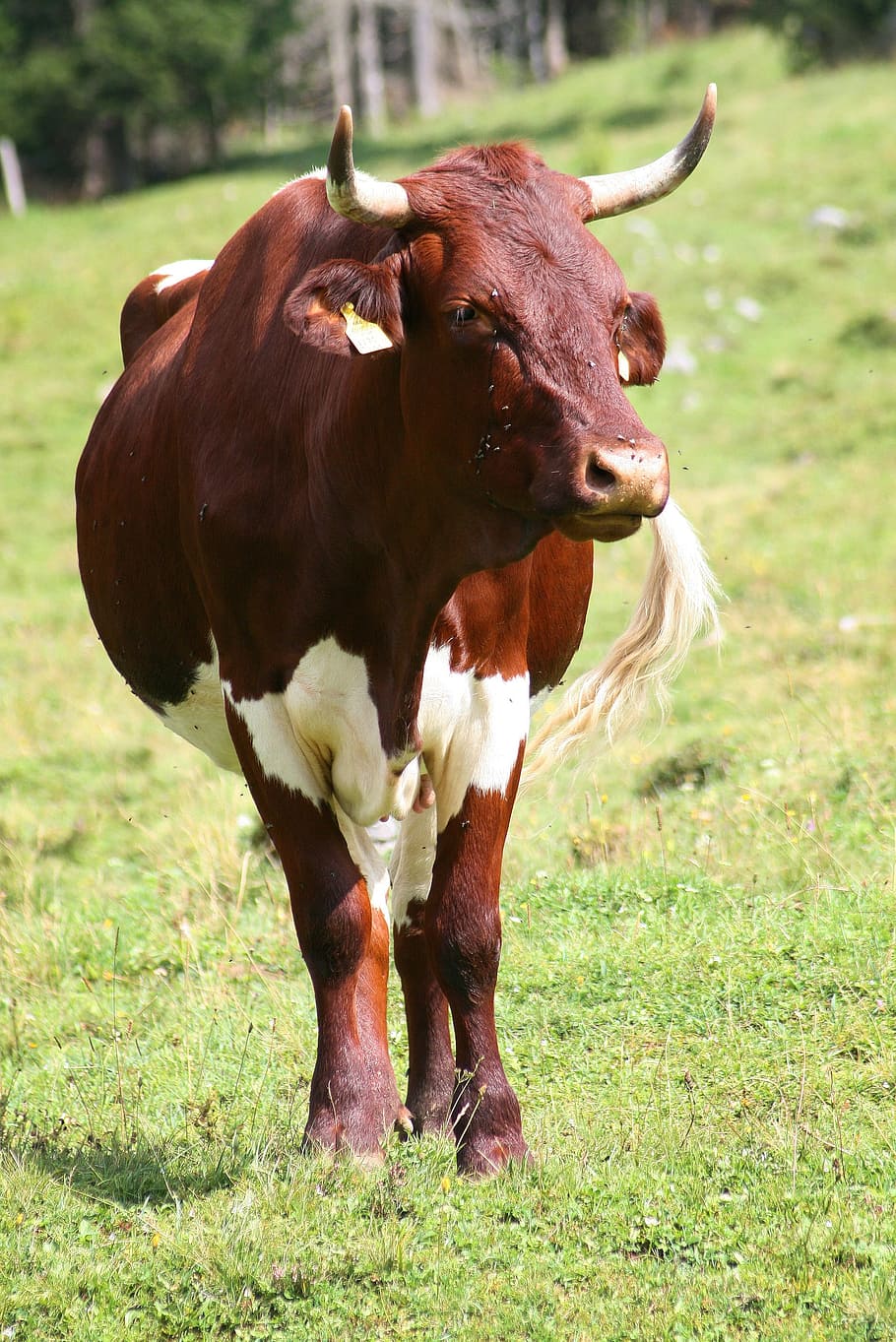 beef, animal, pets, browse, livestock, animal themes, mammal HD wallpaper