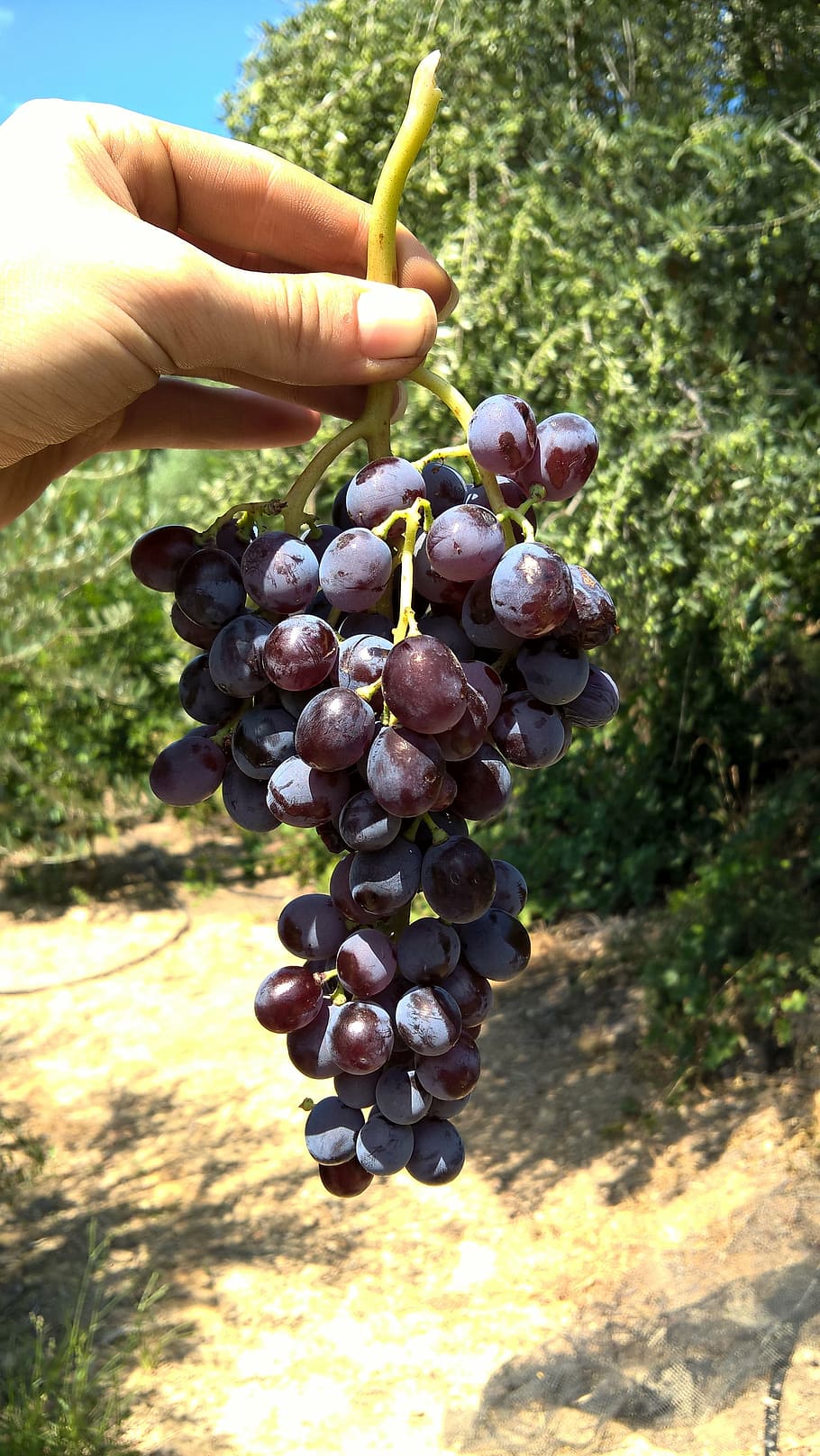 fruits, fresh, grape, vegetarian, diet, delicious, organic HD wallpaper