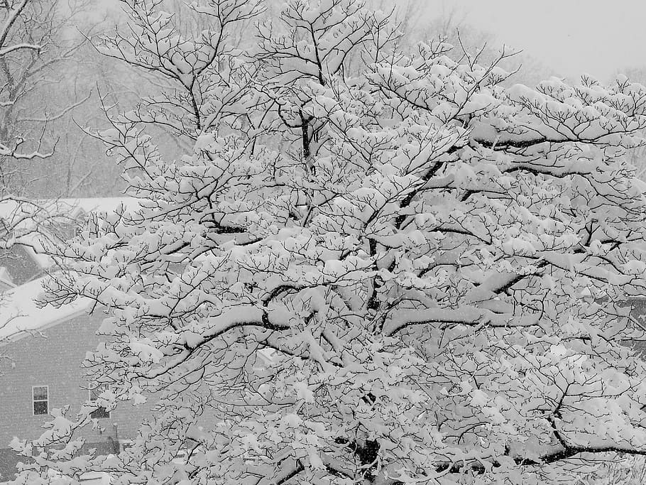 winter, snow, tree, cold, white, season, snowflake, december HD wallpaper
