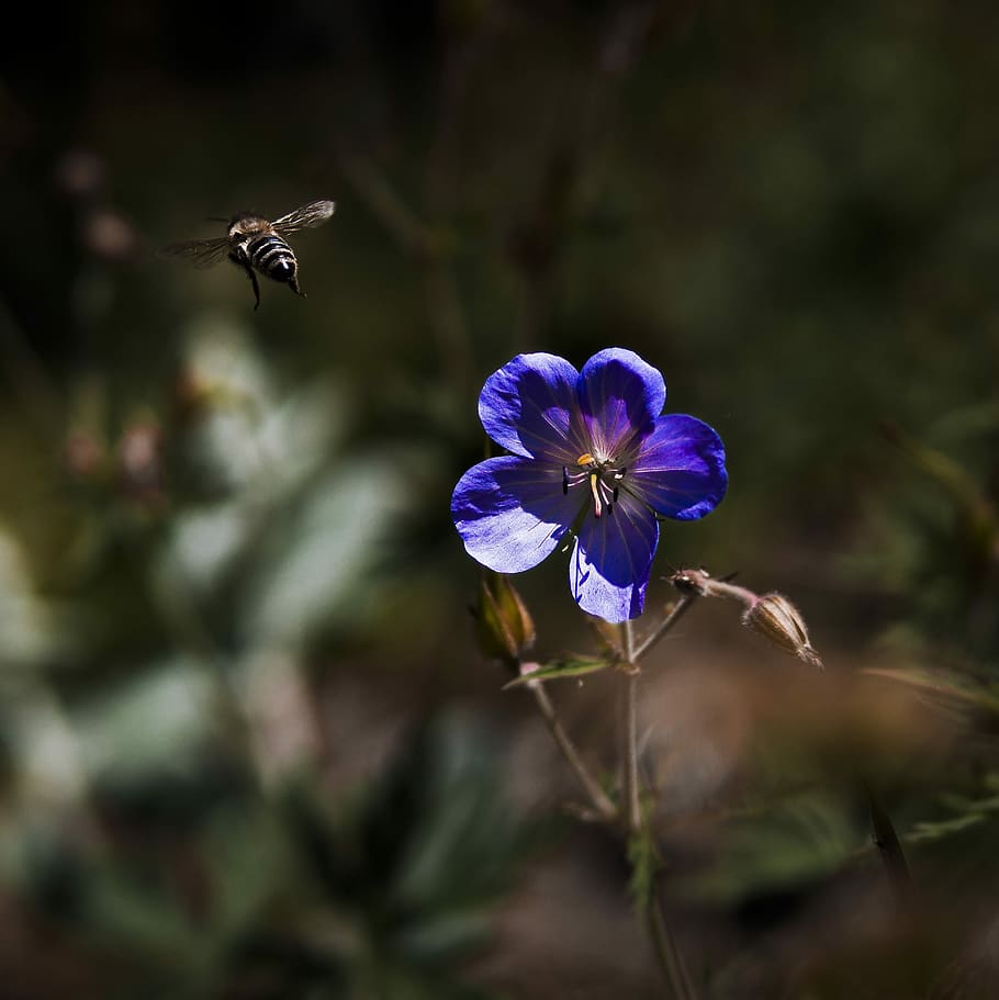 blossom, bloom, purple, bee, macro, purple flower, nature, plant HD wallpaper