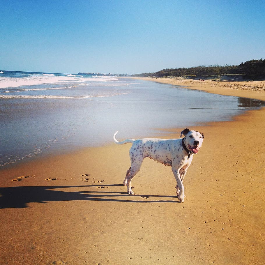 Dog, Pet, Queensland, pets, one animal, domestic animals, sand HD wallpaper