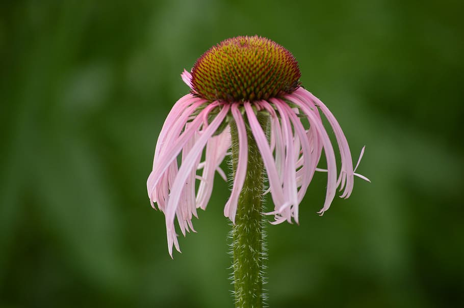 grass, flower, nature, green, spring, meadow, summer, plant HD wallpaper