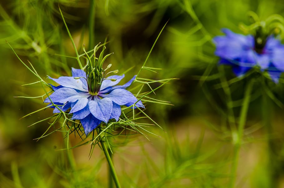 flower, flora, blue, blossom, plant, garden, flowering plant HD wallpaper