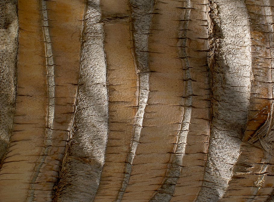 palm, palm tree root, structure, wood, background, texture HD wallpaper