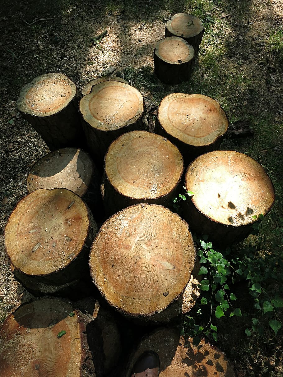 logs, tree, cut, felled, nature, wood, land, forest, field HD wallpaper