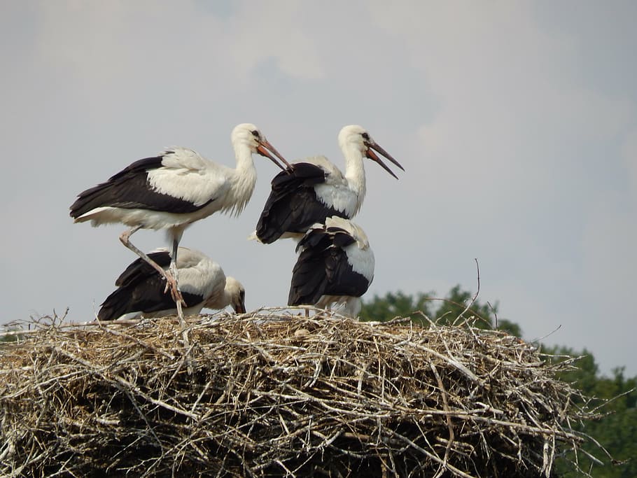 storks, birds, young, socket, animal wildlife, animal themes HD wallpaper