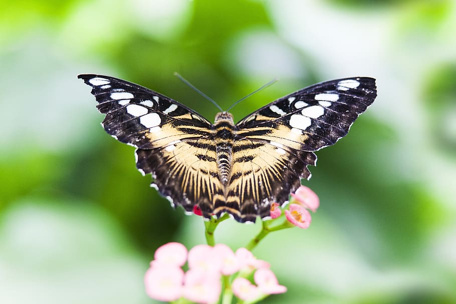 insect, butterfly, nature, butterfly - insect, animal wildlife HD wallpaper