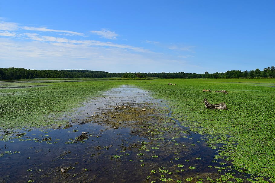 pond, marsh, green, water, nature, swamp, plant, lake, spring HD wallpaper