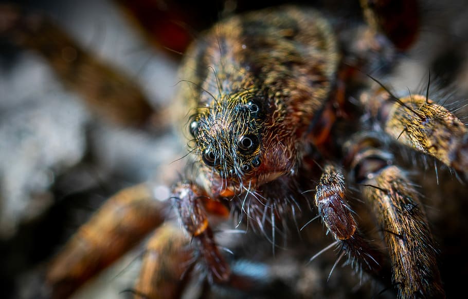 macro shot of brown and black spider, selective macro photography of brown spider HD wallpaper