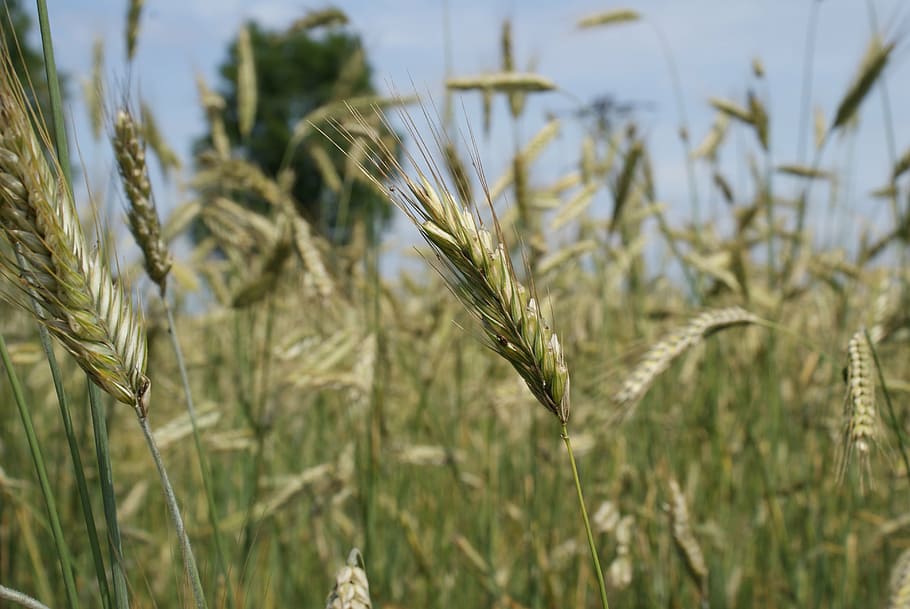 field, rye, nature, summer, corn, farmer, the cultivation of HD wallpaper