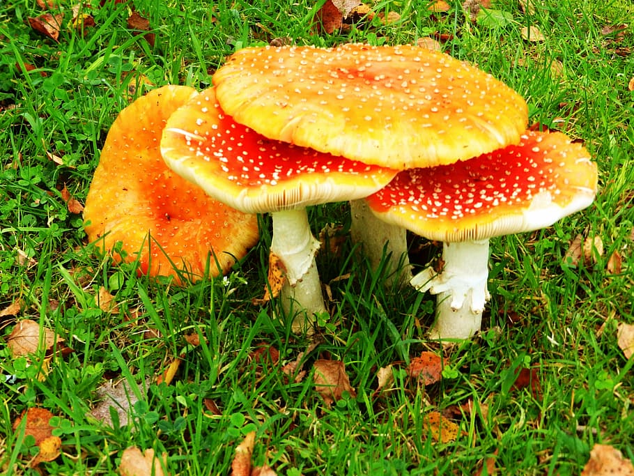crowded, mushrooms, nature, grass, plant, fungus, food, growth HD wallpaper
