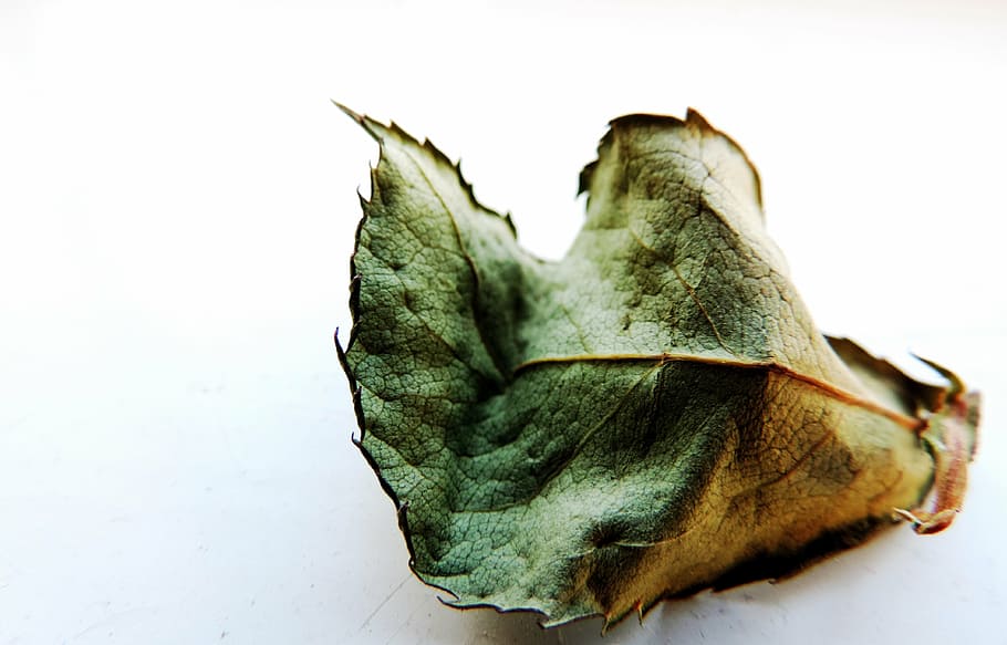 leaf, fall, autumn, fall leaves, yellow, dropped, season, october HD wallpaper