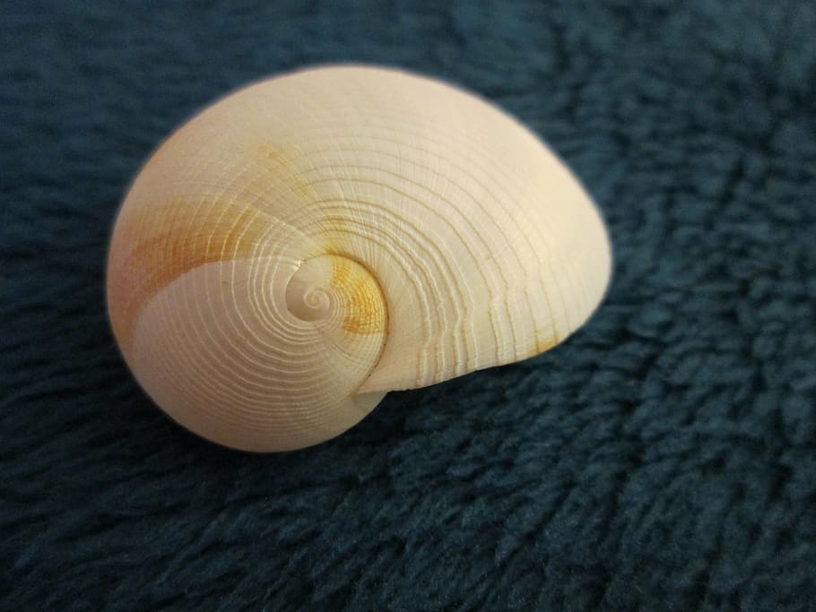 white seashell on textile, spiral, nature, marine, aquatic HD wallpaper