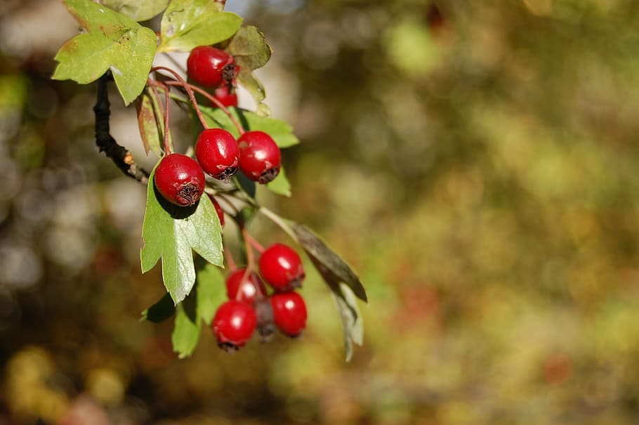 wild rose, fruit, plants, nature, foliage, shrubs, healthy eating HD wallpaper