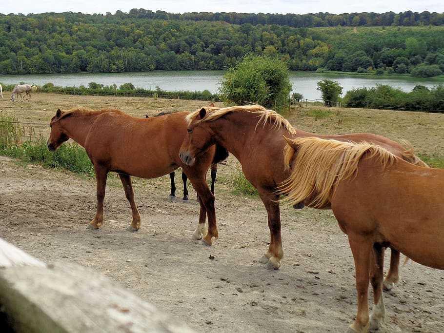 horses, nature, animals, mammal, animal themes, group of animals HD wallpaper