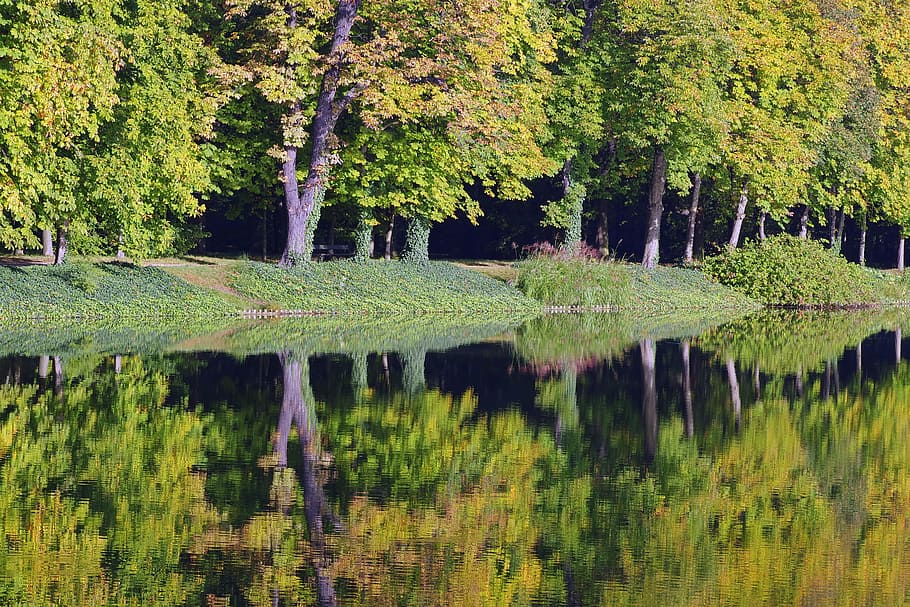 Water, Park, Tree, Reflection, green, autumn, peace of mind HD wallpaper