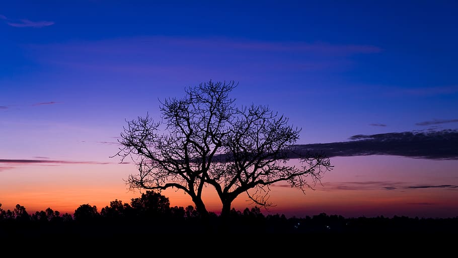 Natural, Sunrise, Tree, Sky, sunset, silhouette, dusk, multi colored HD wallpaper