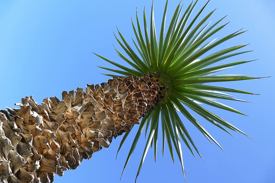 Palm, Summer, Sun, Holiday, South, travel, blue, sky, partly cloudy HD wallpaper