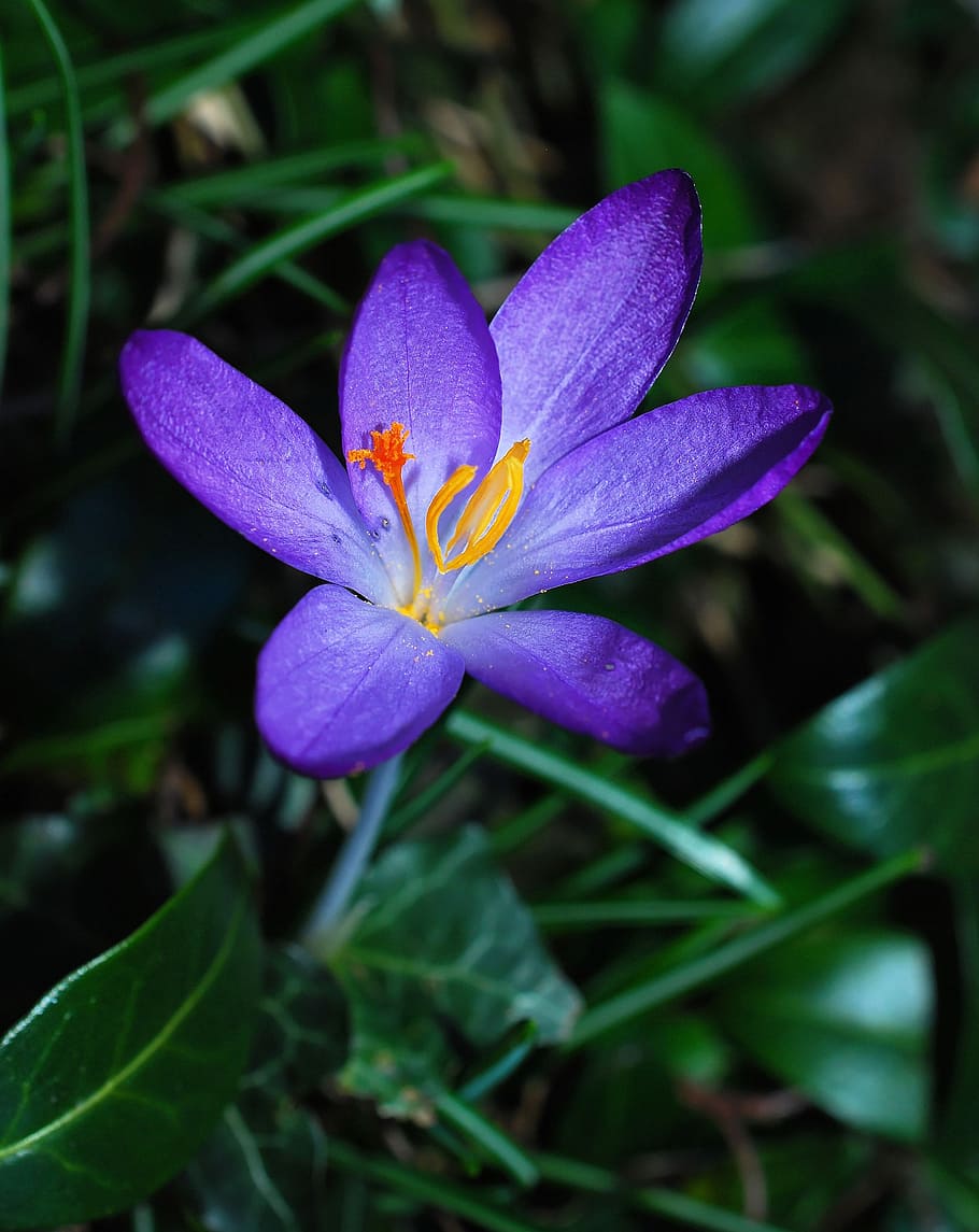 crocus, flower, blossom, bloom, close, plant, garden, colorful HD wallpaper