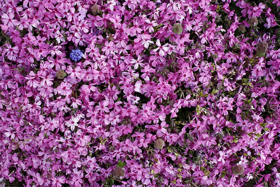 purple petaled flower, flowers, nature, pink, spring, backgrounds HD wallpaper