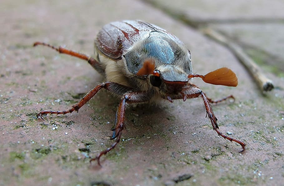 Maikäfer, Beetle, may, one animal, animal wildlife, animal themes HD wallpaper