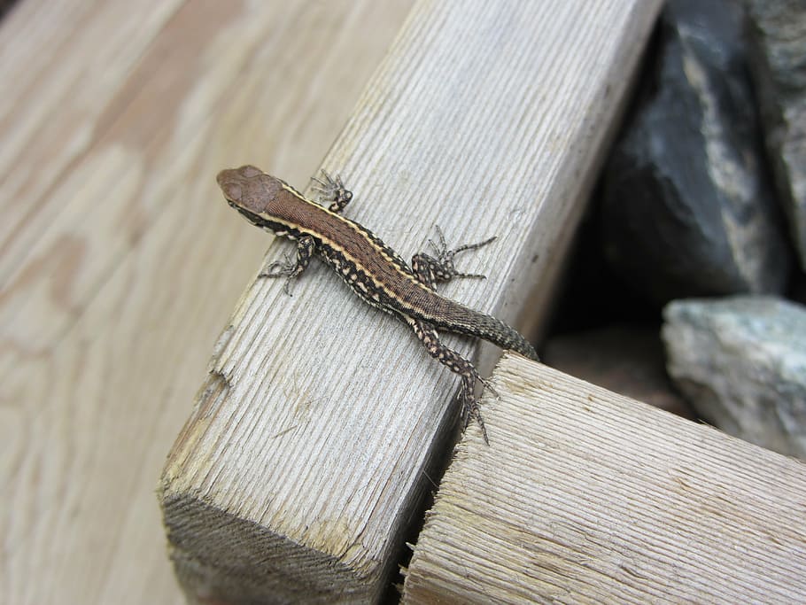 animal, lizard, reptile, one animal, animal wildlife, animals in the wild HD wallpaper