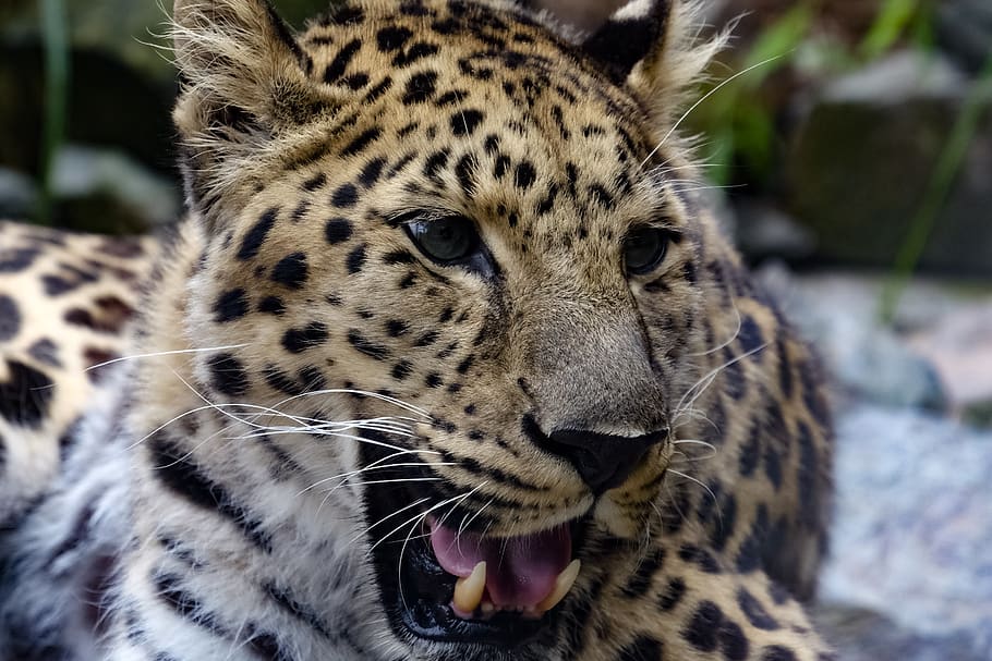 leopard, colors, nature, animal, animal themes, big cat, one animal HD wallpaper
