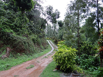 HD wallpaper: coffee plantation, coffea robusta, ammathi, coorg, kodagu ...