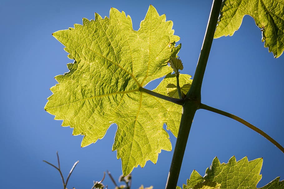 wine, leaf, vine, wine leaf, structure, winegrowing, branch HD wallpaper