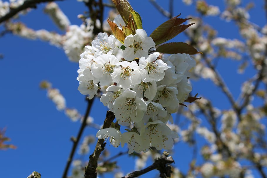 cherry blossom, cherry wood, spring, fragility, flower, plant HD wallpaper