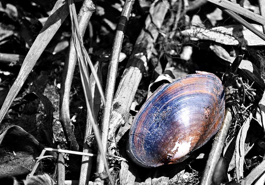 shells, dead shells, snails, fossil, fossilized, sri lanka HD wallpaper