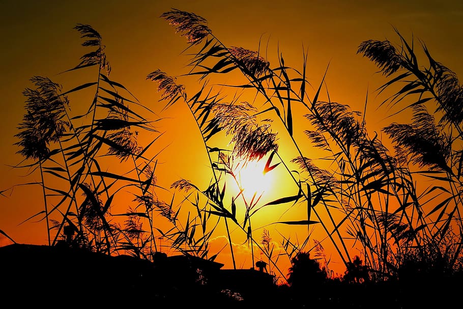 reeds, sun, sunset, nature, silhouettes, shadows, dusk, sky HD wallpaper