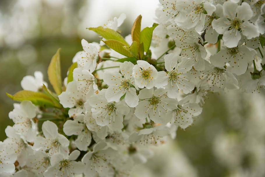 cherry blossoms, spring, meadow, flowers, bloom, flowering plant HD wallpaper