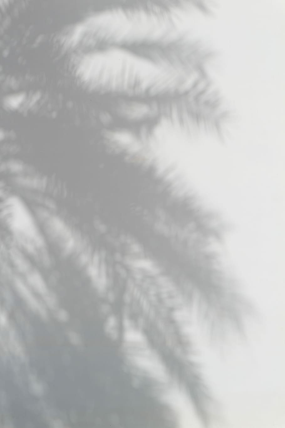 palm tree, silhouette of palm tree, shadow, light, leaf, minimal shadow