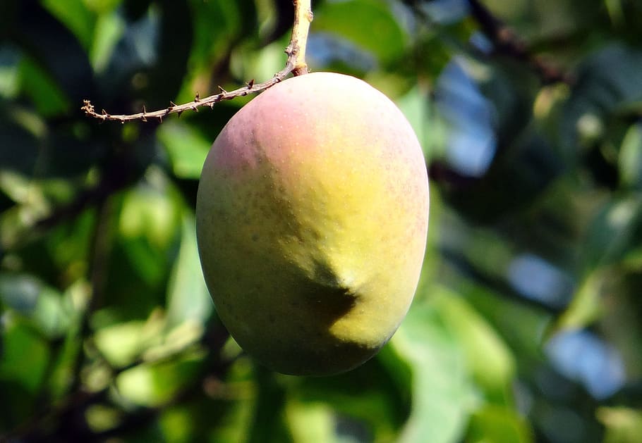 mango, mango tree, ripe, fruit, dharwad, india, food, food and drink HD wallpaper