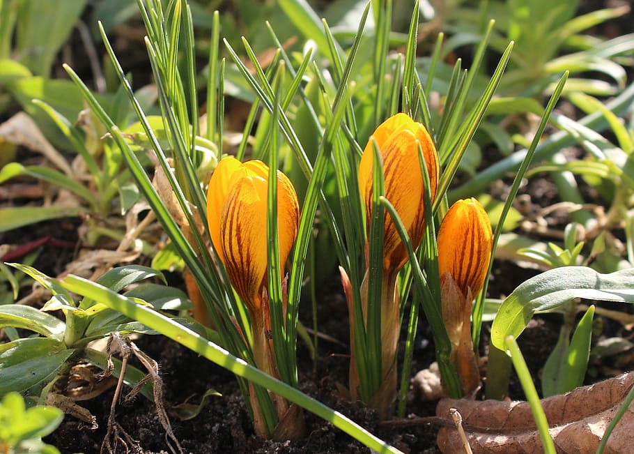 crocus, spring flowers, early spring, nature, plant, leaf, blooming HD wallpaper