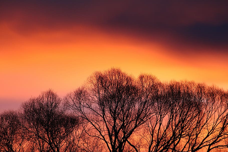 Fire in the Sky, silhouette of trees under clouds, sunset, orange HD wallpaper