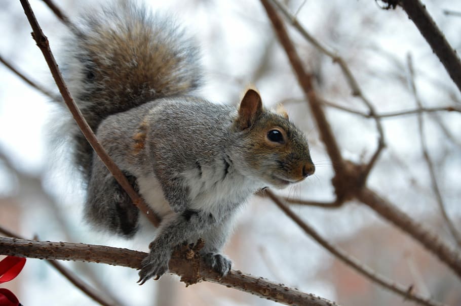 gray and brown animal on tree branch, gray squirrel birching on tree HD wallpaper