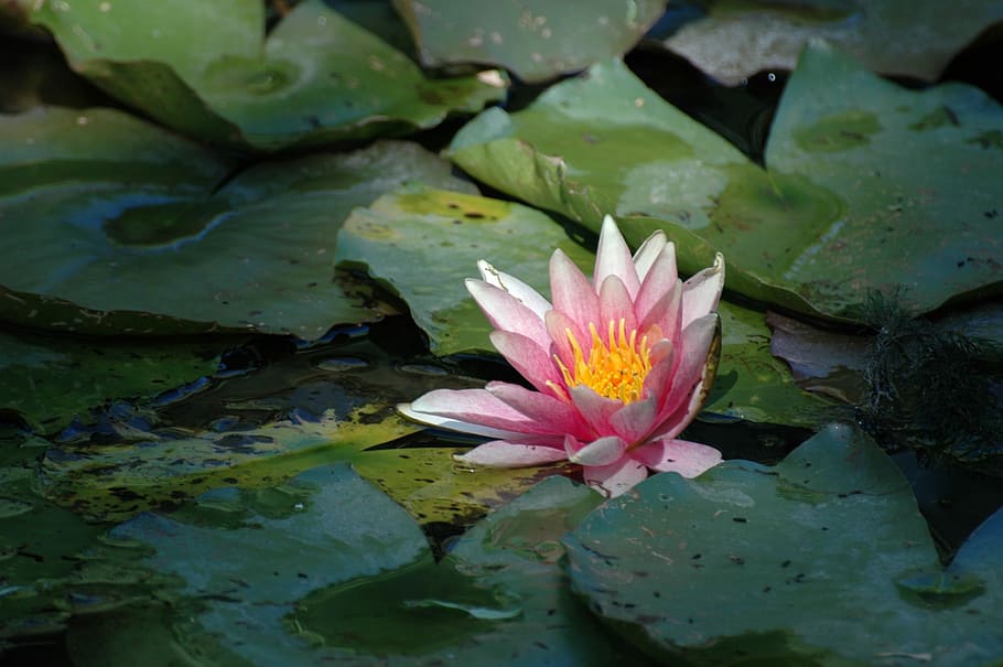 Flower, Pond, Pink, Water, Water Lily, aquatic plant, nature, HD wallpaper