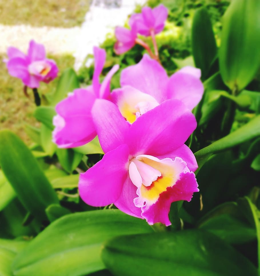 orchid, pink, green, flowering plant, freshness, vulnerability HD wallpaper