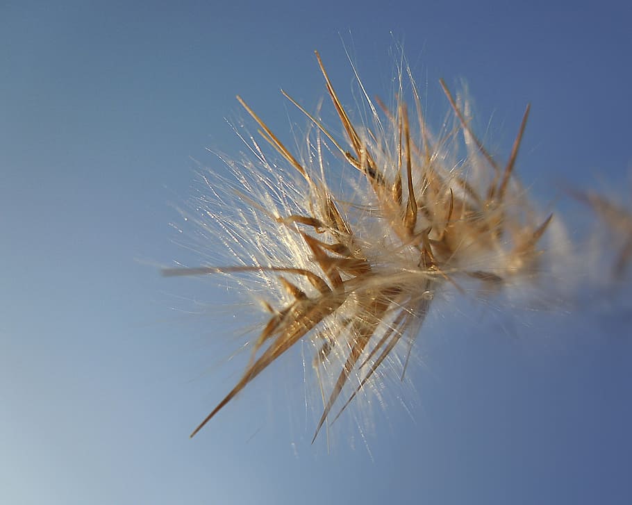 Grass, Seeds, Nature, Plant, sky, dried, close, lightweight HD wallpaper